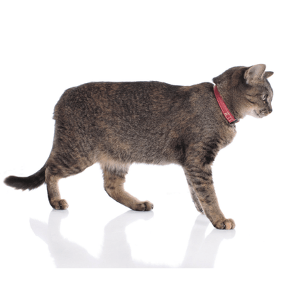 Hunter International Cat Collar Hunter Canadian Elk Leather Cat Collar