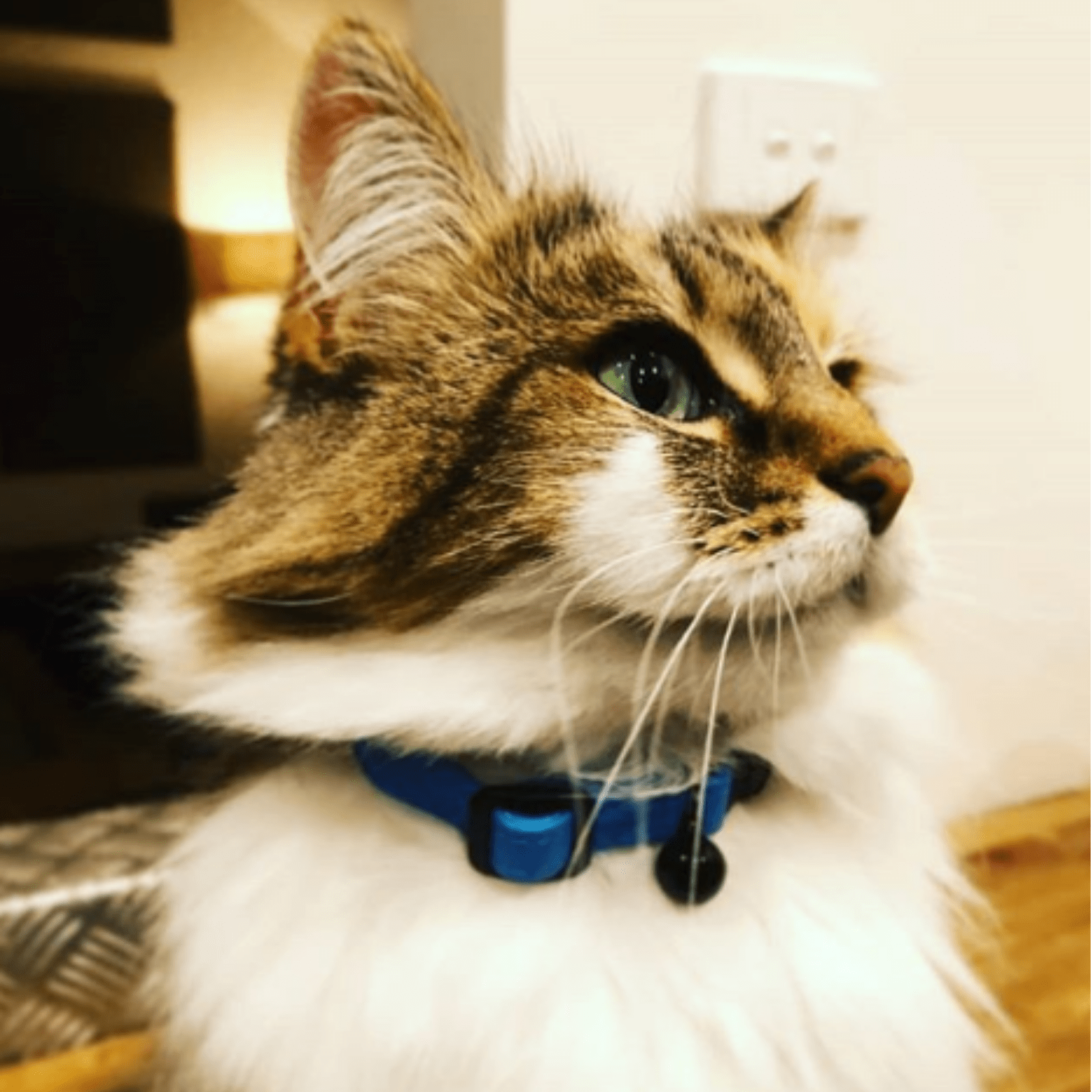 Hunter International Cat Collar Hunter Premium Capri Designer Leather Cat Collar