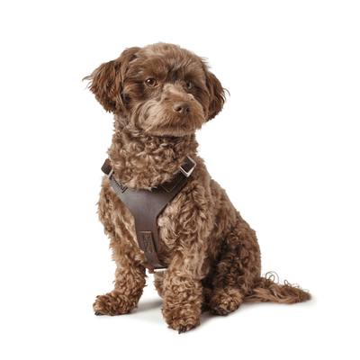 Hunter International Dog Collar Hunter Aalborg Soft Genuine Leather Dog Harness, Dark Brown