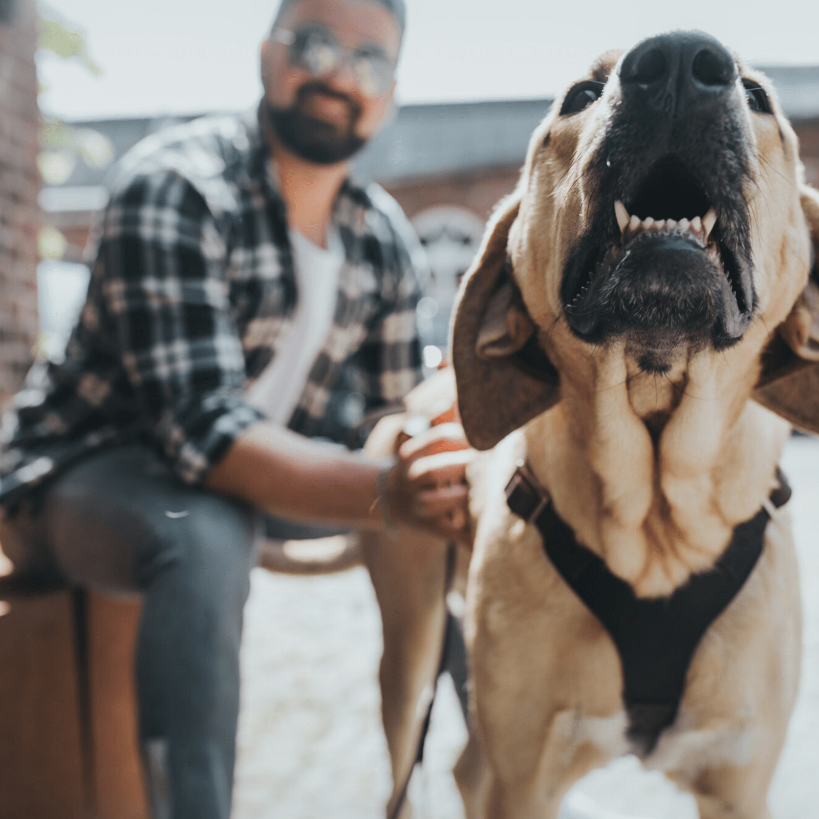 Hunter International Dog Collar Hunter Aalborg Soft Genuine Leather Dog Harness, Dark Brown