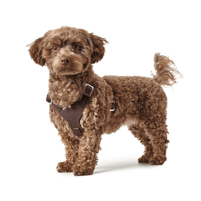 Hunter International Dog Collar Hunter Aalborg Soft Genuine Leather Dog Harness, Dark Brown