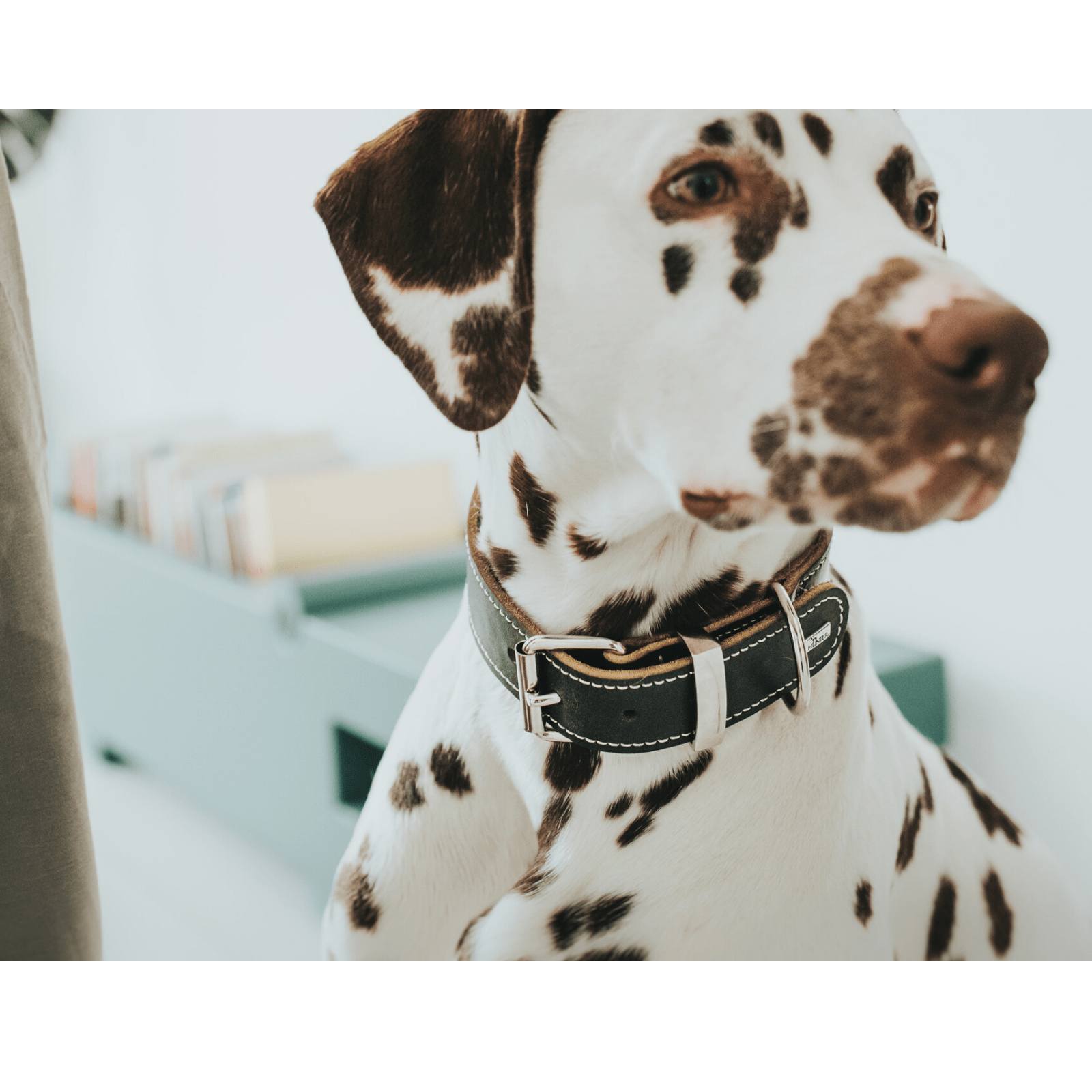 Hunter International Dog Collar Hunter Aalborg Special Leather Dog Collar, Black