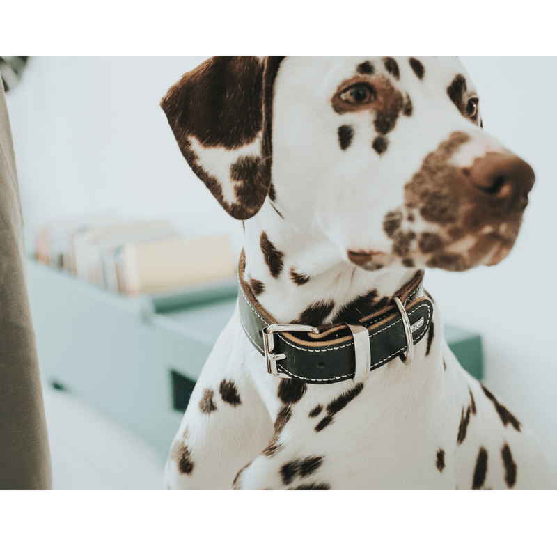 Hunter International Dog Collar Hunter Aalborg Special Leather Dog Collar, Black