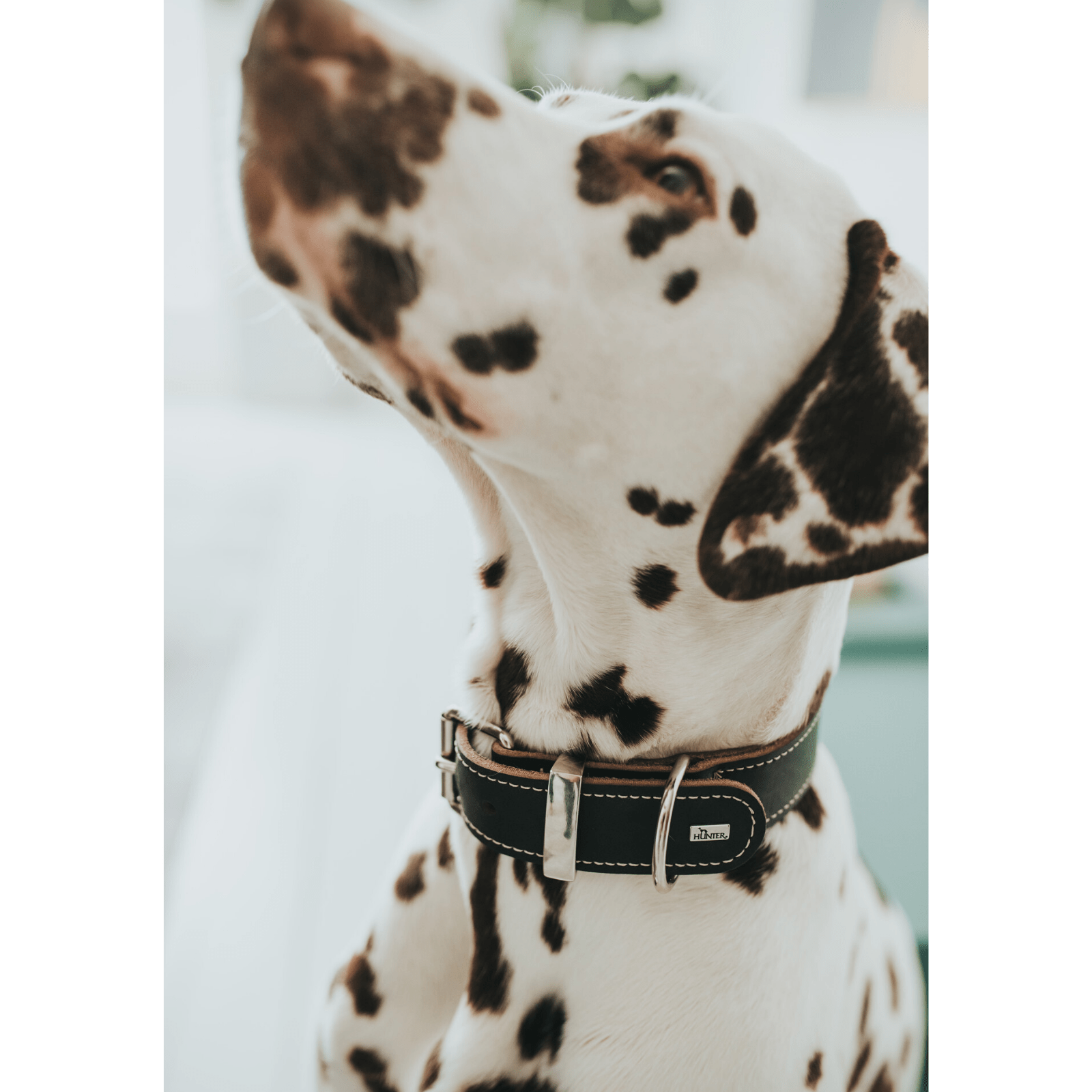 Hunter International Dog Collar Hunter Aalborg Special Leather Dog Collar, Black