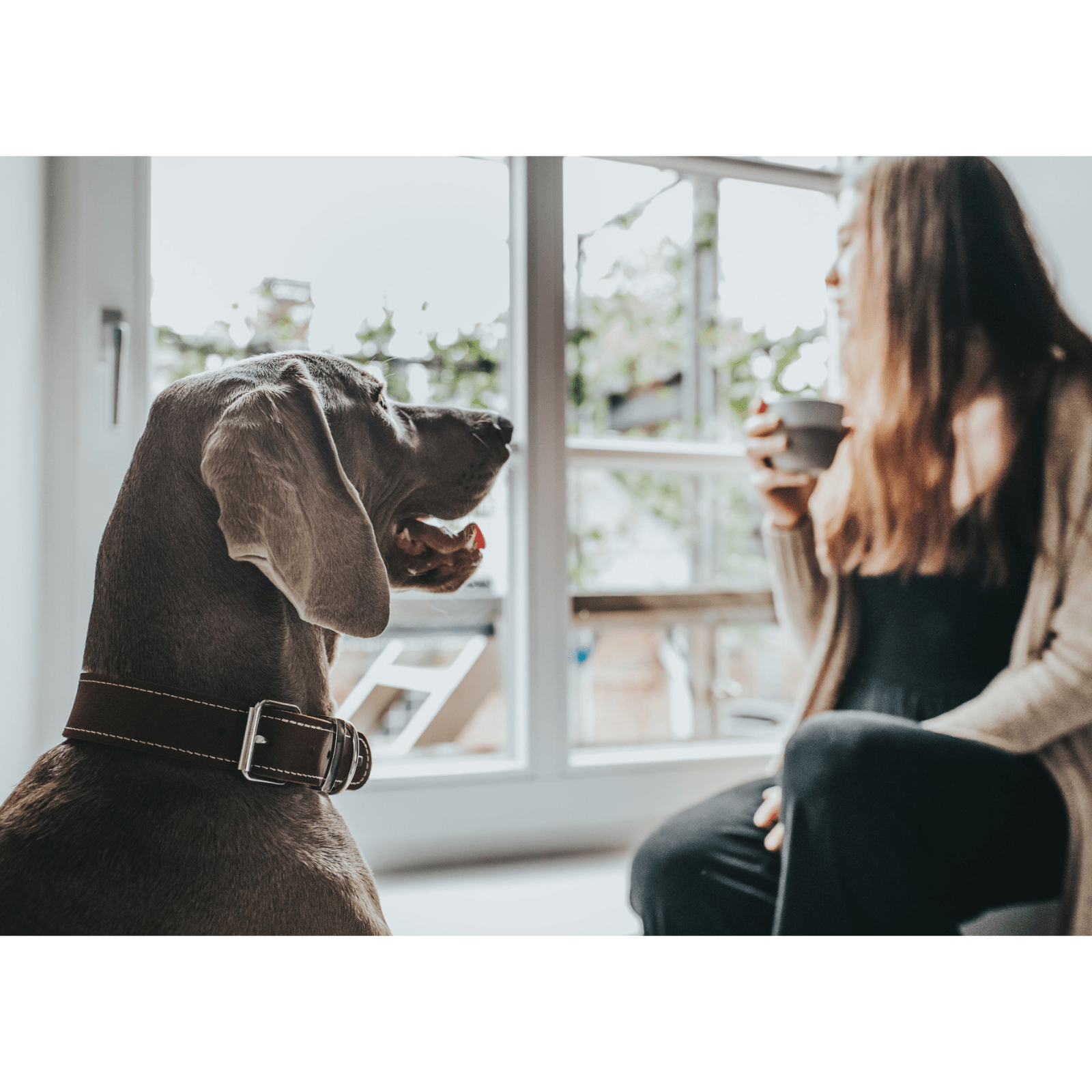 Hunter International Dog Collar Hunter Aalborg Special Leather Dog Collar, Cognac