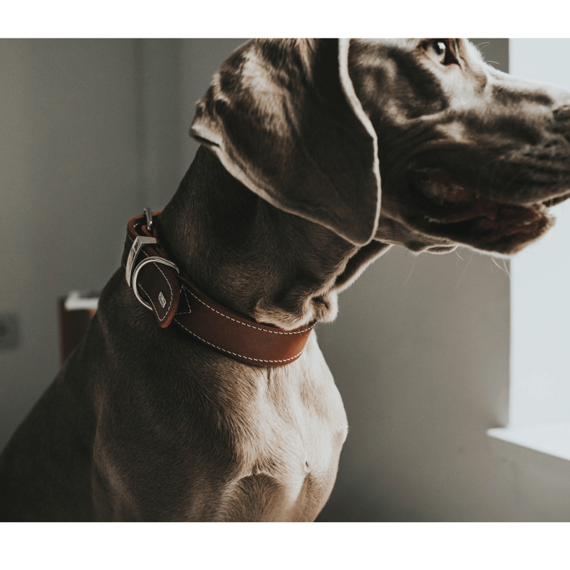 Hunter International Dog Collar Hunter Aalborg Special Leather Dog Collar, Cognac