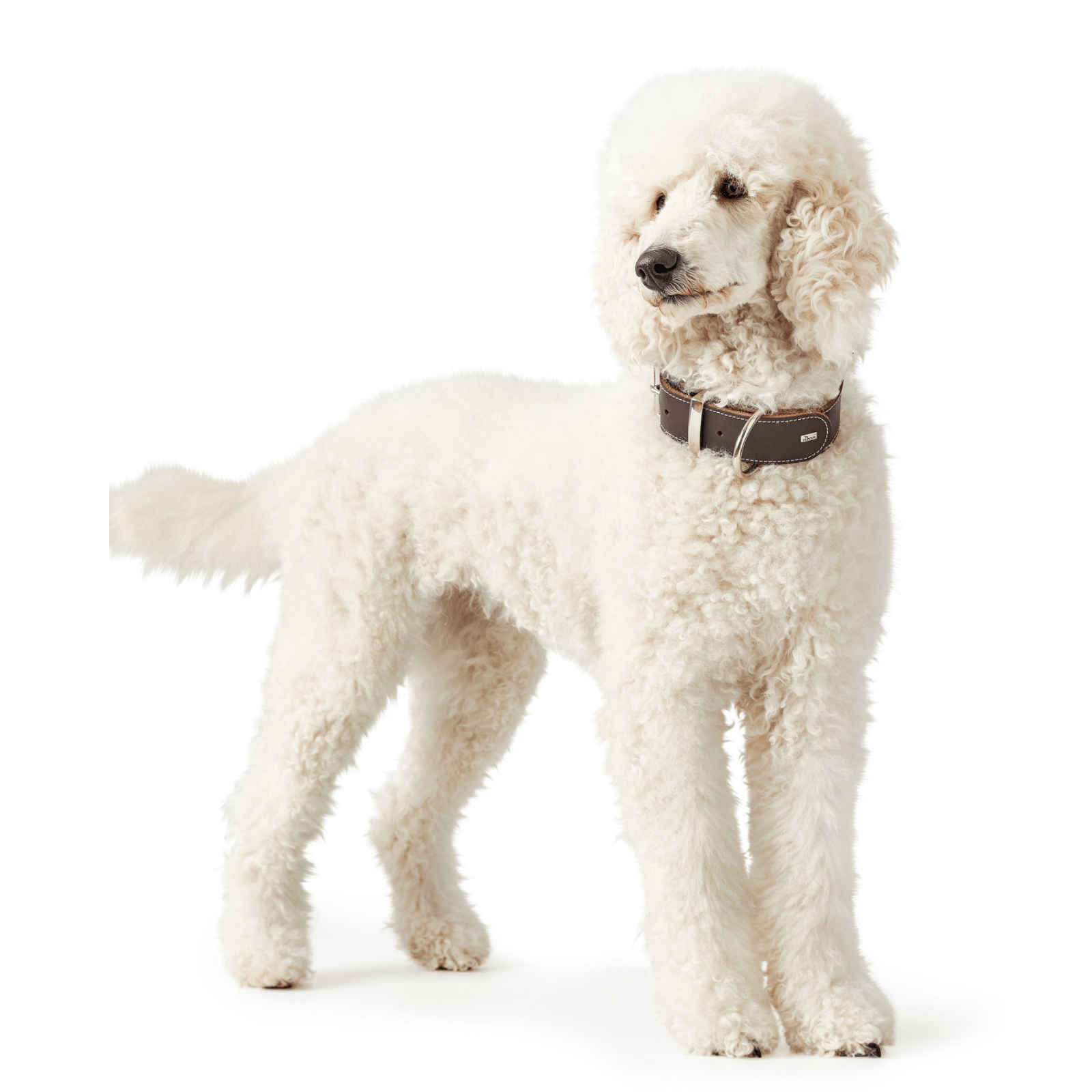 Hunter International Dog Collar Hunter Aalborg Special Leather Dog Collar, Dark Brown