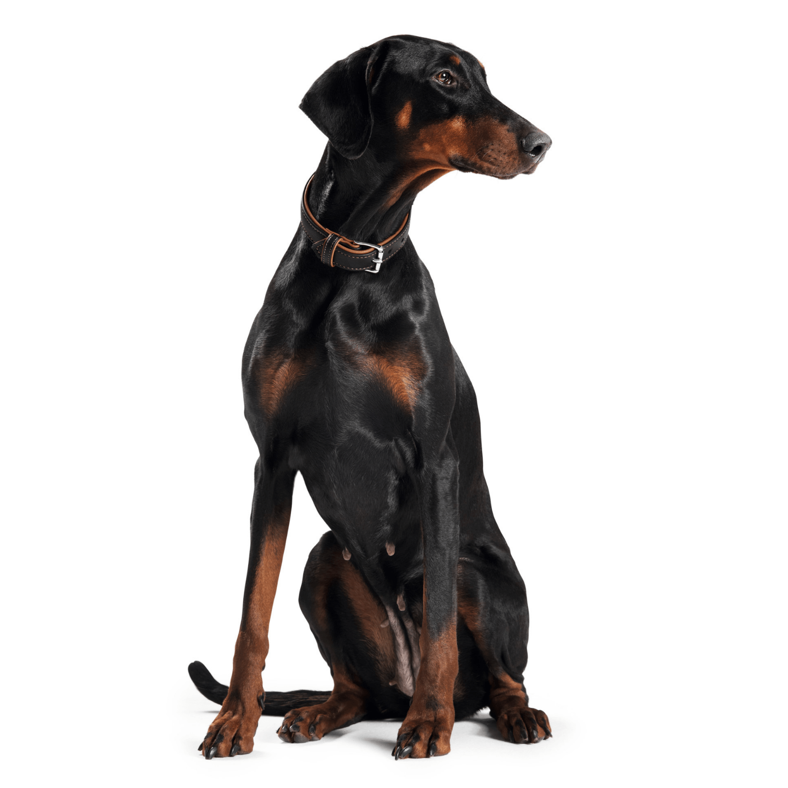 Hunter International Dog Collar Hunter Canadian Elk Leather Dog Collar, Black