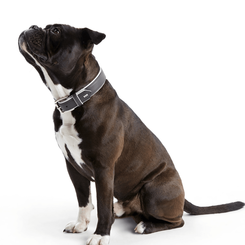 Hunter International Dog Collar Hunter Canadian Elk Leather Dog Collar, Grey