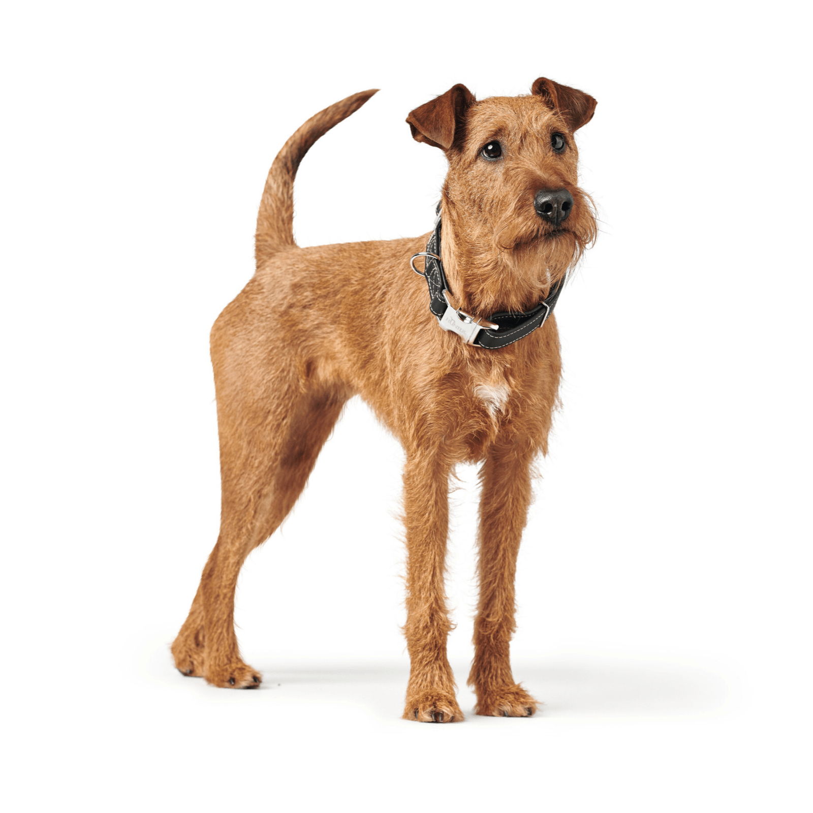 Hunter International Dog Collar Hunter Cannes Alu-Strong Leather Dog Collar Clasp Buckle, Black