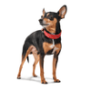 Hunter International Dog Collar Hunter Capri Mini Stars Leather Dog Collar, Small to Medium Breeds