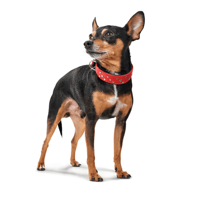 Hunter International Dog Collar Hunter Capri Mini Stars Leather Dog Collar, Small to Medium Breeds