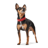 Hunter International Dog Collar Hunter Capri Mini Stars Leather Dog Collar, Small to Medium Breeds