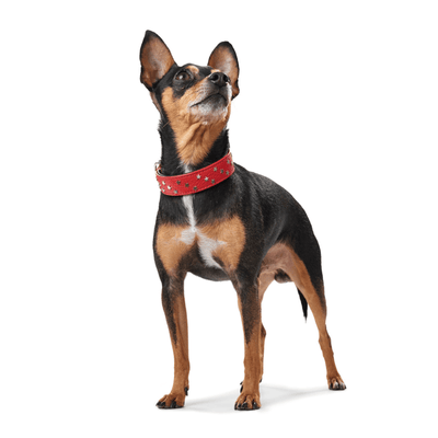 Hunter International Dog Collar Hunter Capri Mini Stars Leather Dog Collar, Small to Medium Breeds