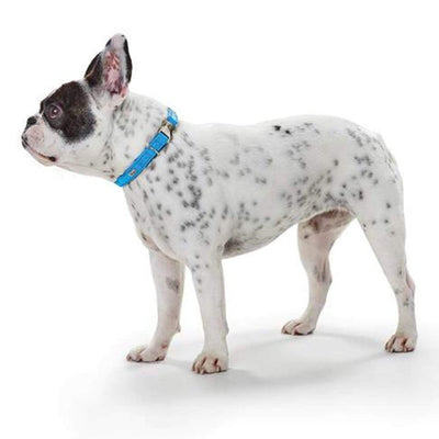 Hunter International Dog Collar Hunter Capri Pearl Alu-Strong Leather Dog Collar Clasp Buckle