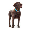 Hunter International Dog Collar Hunter Capri Pearl Alu-Strong Leather Dog Collar Clasp Buckle