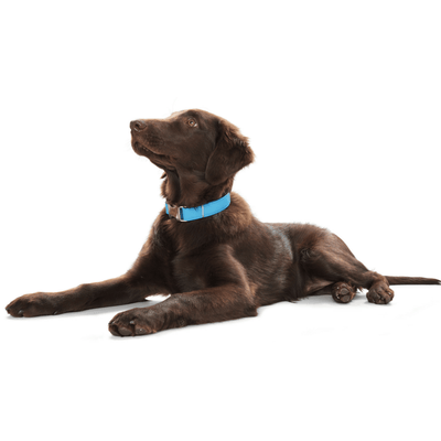 Hunter International Dog Collar Hunter Capri Pearl Alu-Strong Leather Dog Collar Clasp Buckle