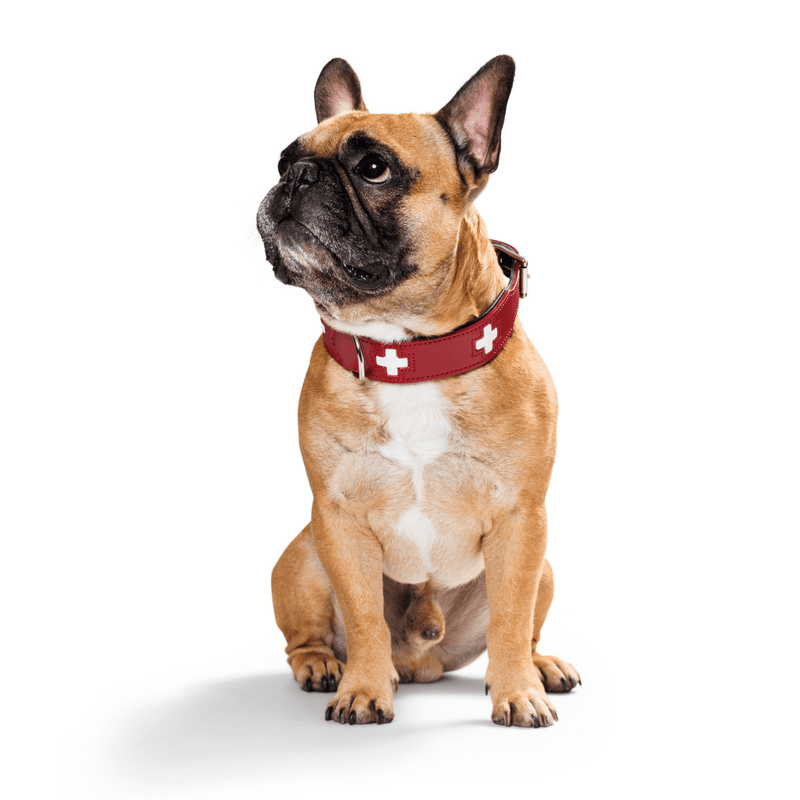 Hunter International Dog Collar Hunter Classic Swiss Leather Dog Collar