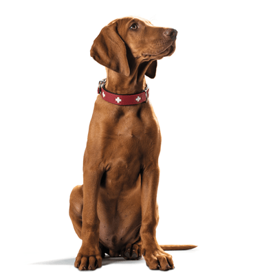Hunter International Dog Collar Hunter Classic Swiss Leather Dog Collar