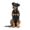 Hunter International Dog Collar Hunter Classic Swiss Leather Dog Collar