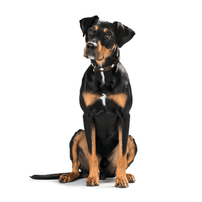 Hunter International Dog Collar Hunter Classic Swiss Leather Dog Collar