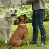 Hunter International Dog Collar Hunter Collar Madeira Leather Dog Collar, Medium to Large Breeds