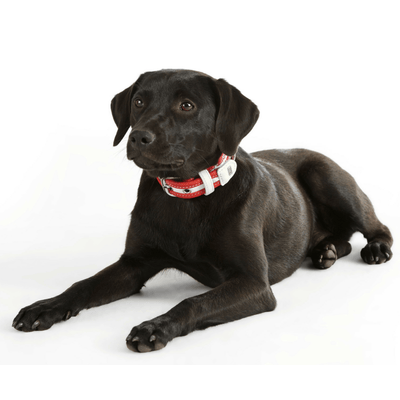 Hunter International Dog Collar Hunter Collar Madeira Leather Dog Collar, Medium to Large Breeds