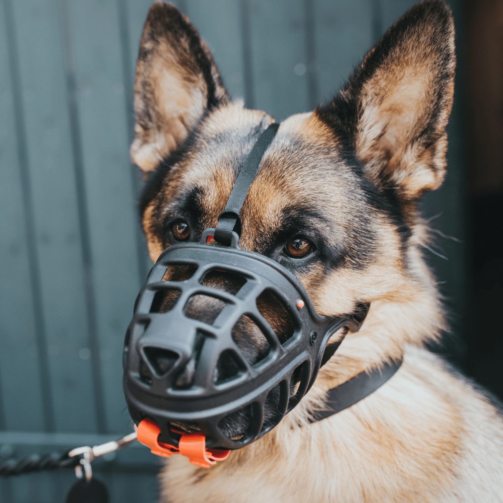 Best dog muzzle clearance australia