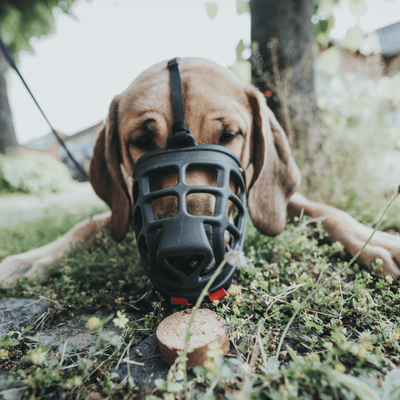 Hunter International Dog Collar Hunter Dog Muzzle Albury