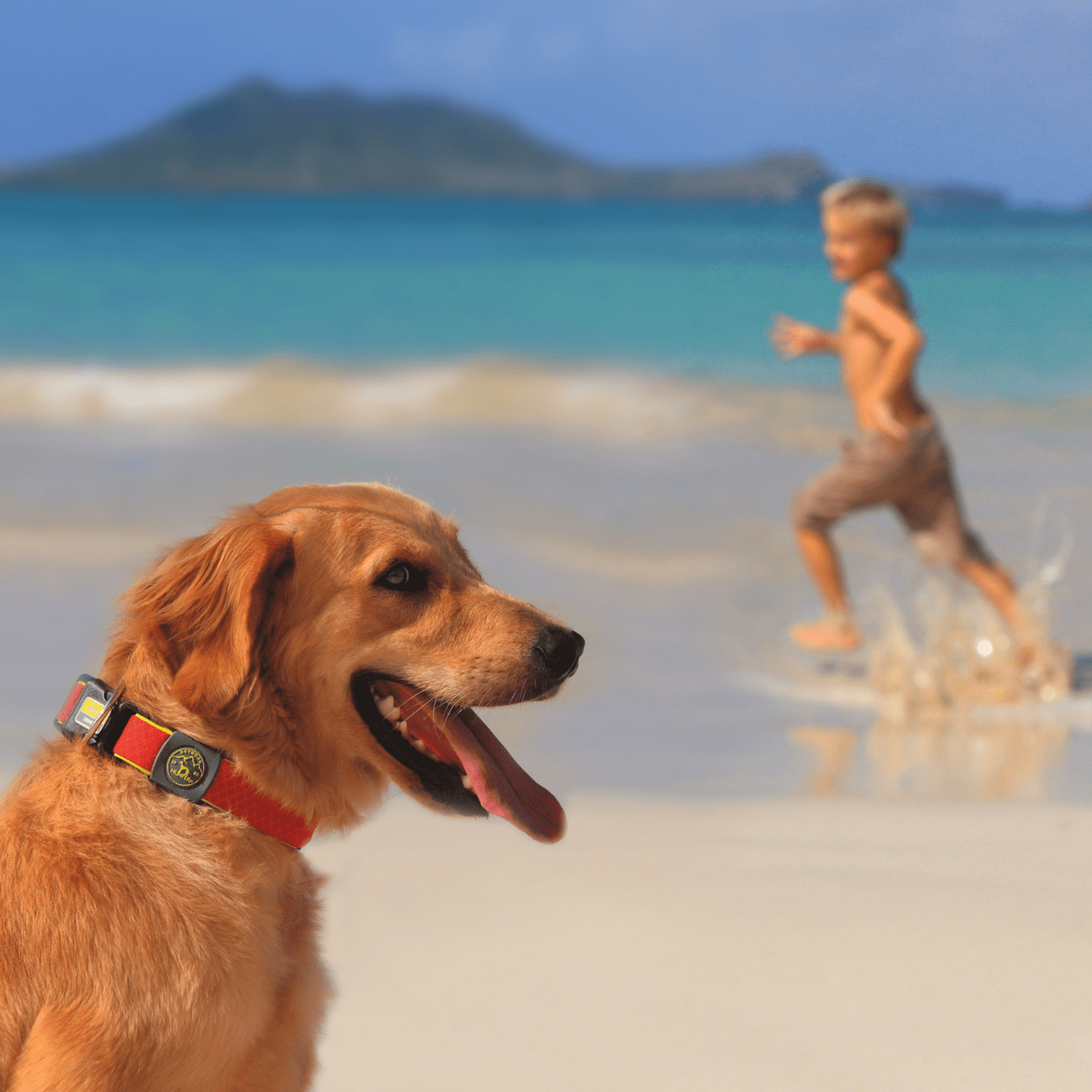 Hunter International Dog Collar Hunter Maui Vario Plus Dog Collar Heavy Duty Clasp Buckle