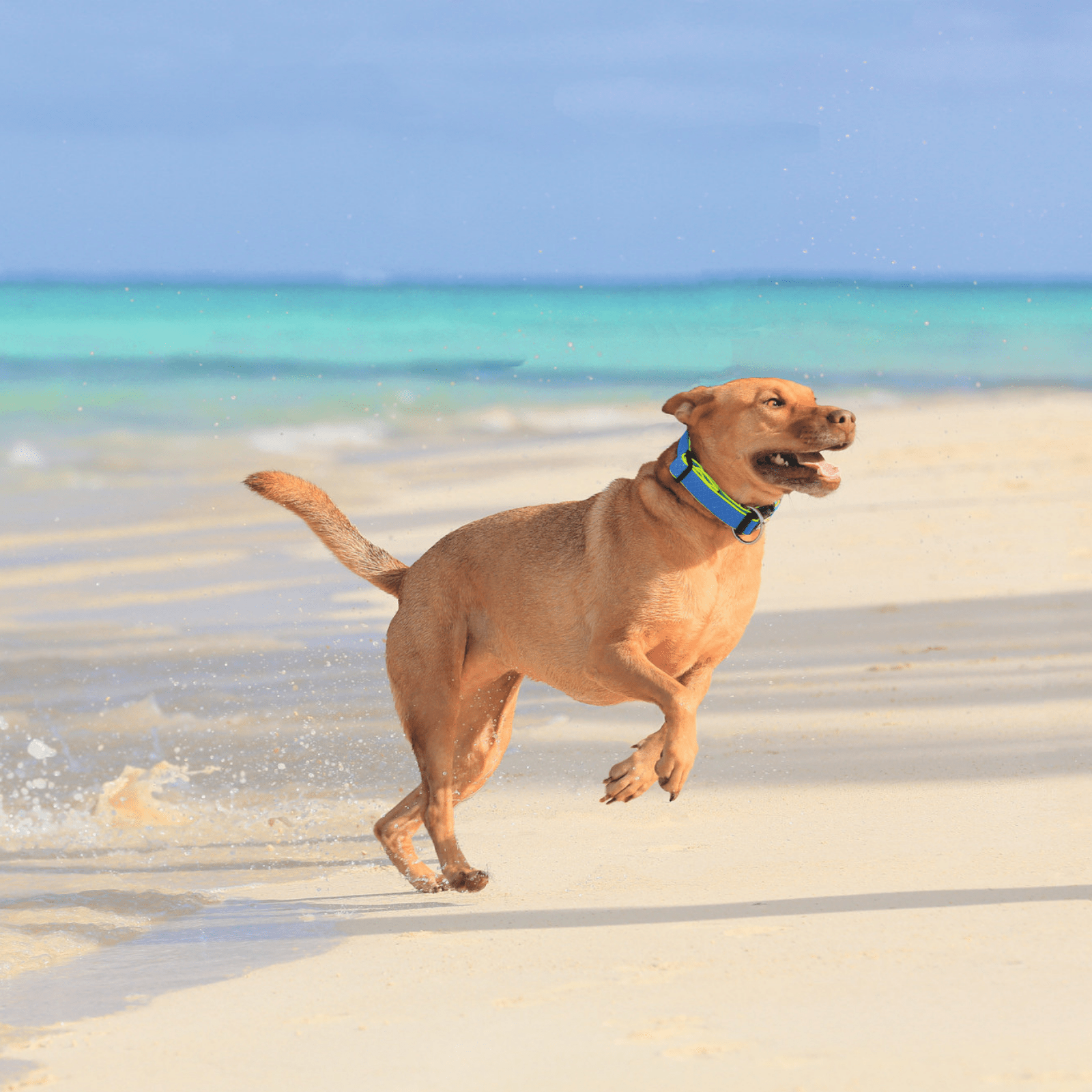 Hunter International Dog Collar Hunter Maui Vario Plus Dog Collar Heavy Duty Clasp Buckle