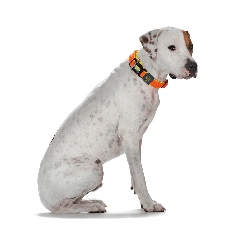 Hunter International Dog Collar Hunter Maui Vario Plus Dog Collar Heavy Duty Clasp Buckle