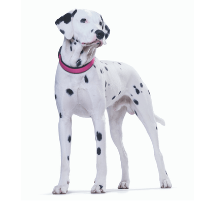 Hunter International Dog Collar Hunter Neoprene Vario Plus Dog Collar Clasp Buckle