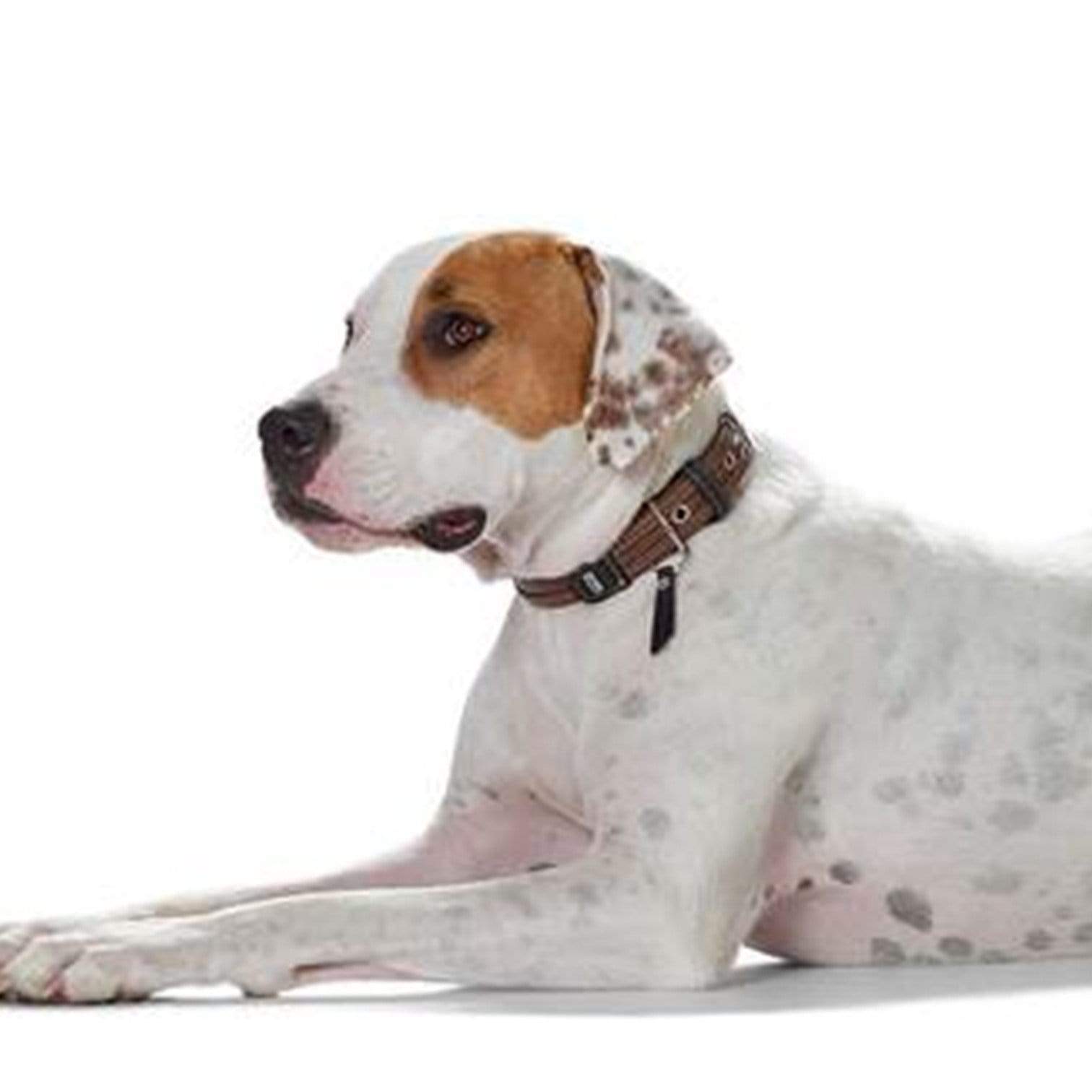 Hunter International Dog Collar Hunter Sansibar Special Edition Leather Dog Collar