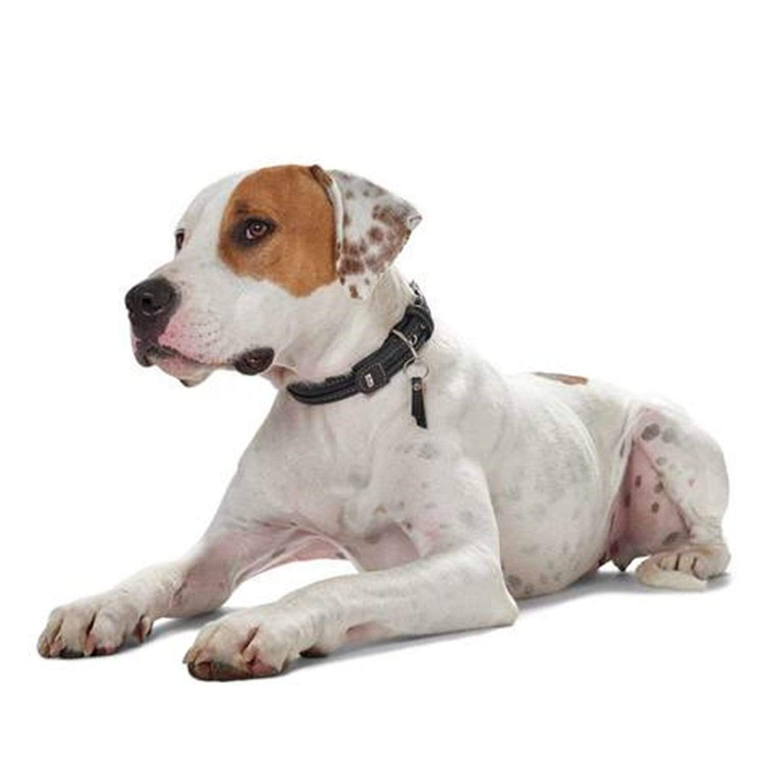 Hunter International Dog Collar Hunter Sansibar Special Edition Leather Dog Collar