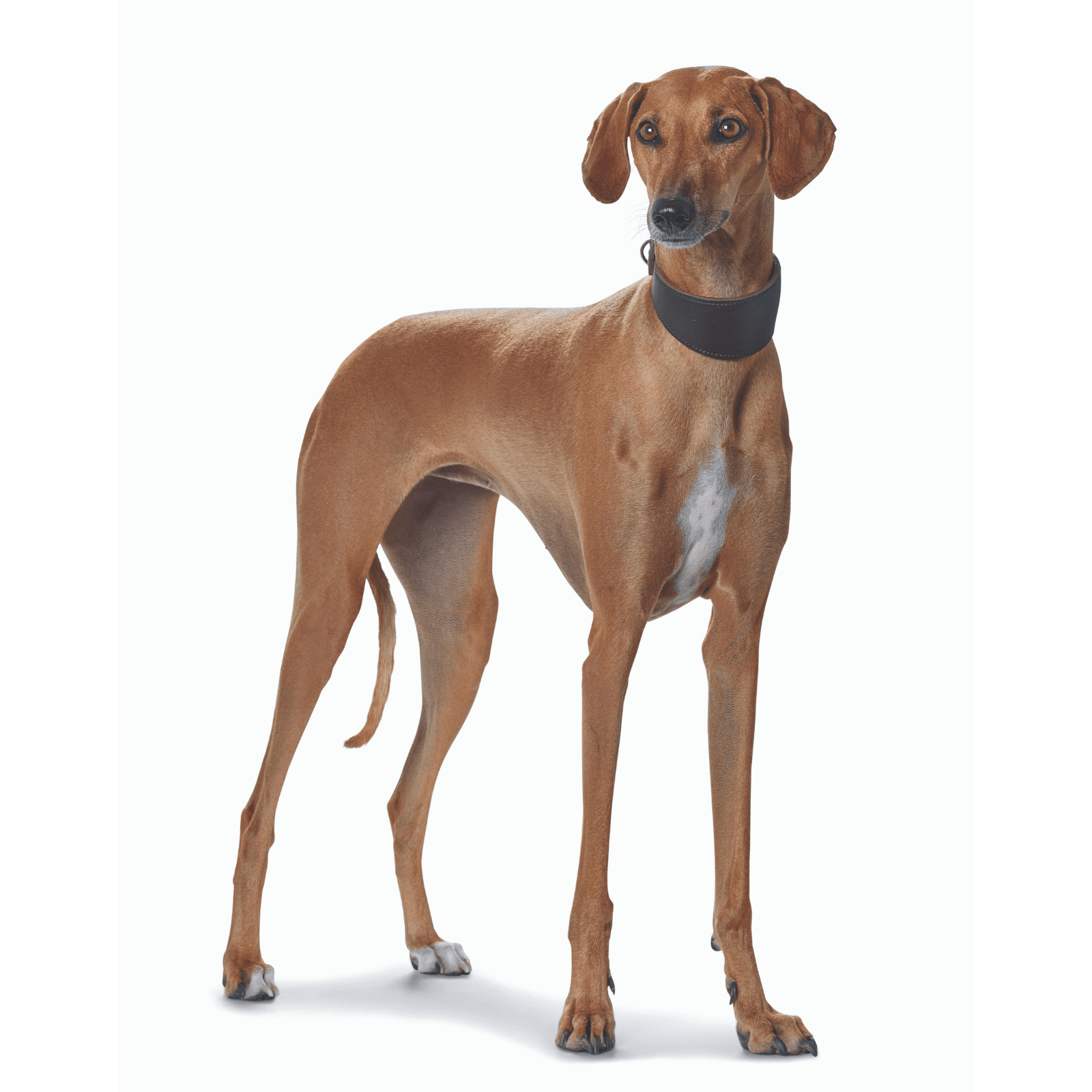 Hunter International Dog Collar Hunter Super Soft Greyhound Leather Dog Collar