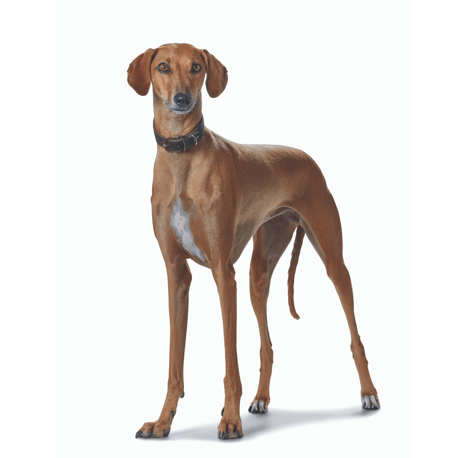 Hunter International Dog Collar Hunter Super Soft Greyhound Leather Dog Collar