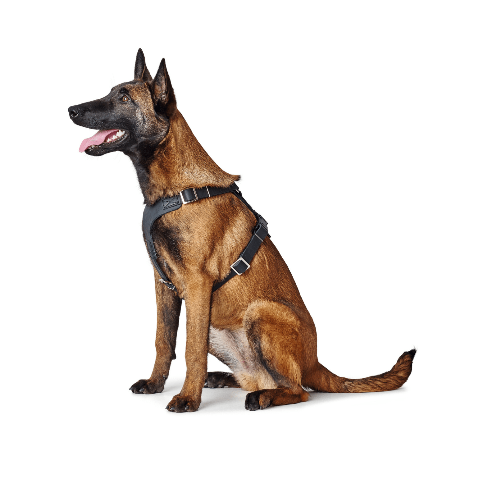 Hunter International Dog Harness Hunter Aalborg Soft Genuine Leather Dog Harness, Black