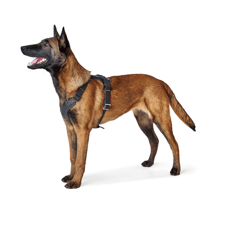 Hunter International Dog Harness Hunter Aalborg Soft Genuine Leather Dog Harness, Black