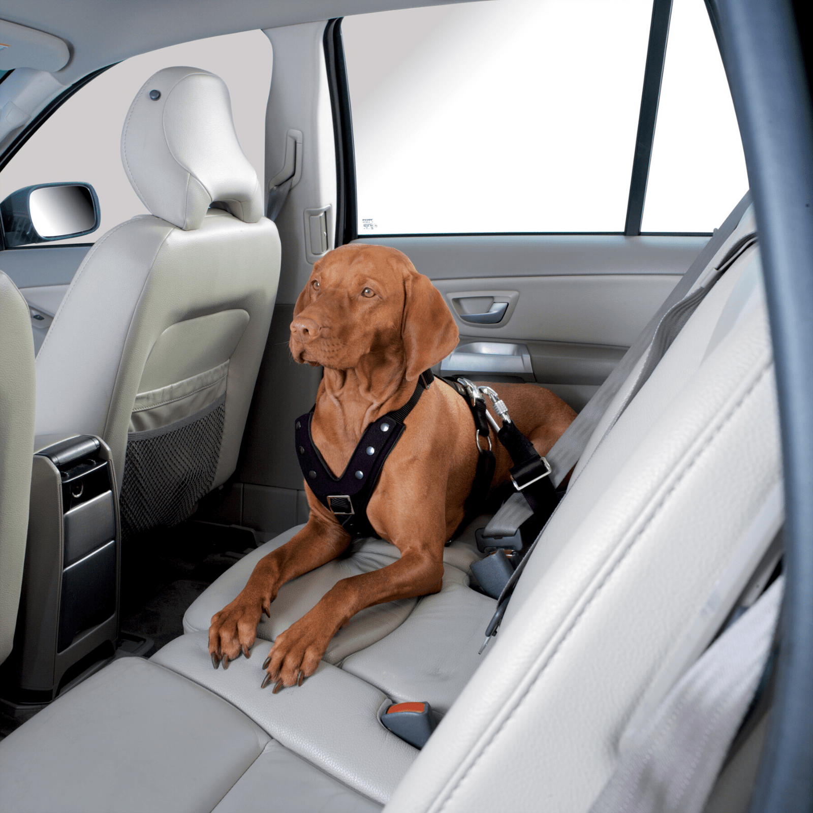 Dog car harness clearance australia