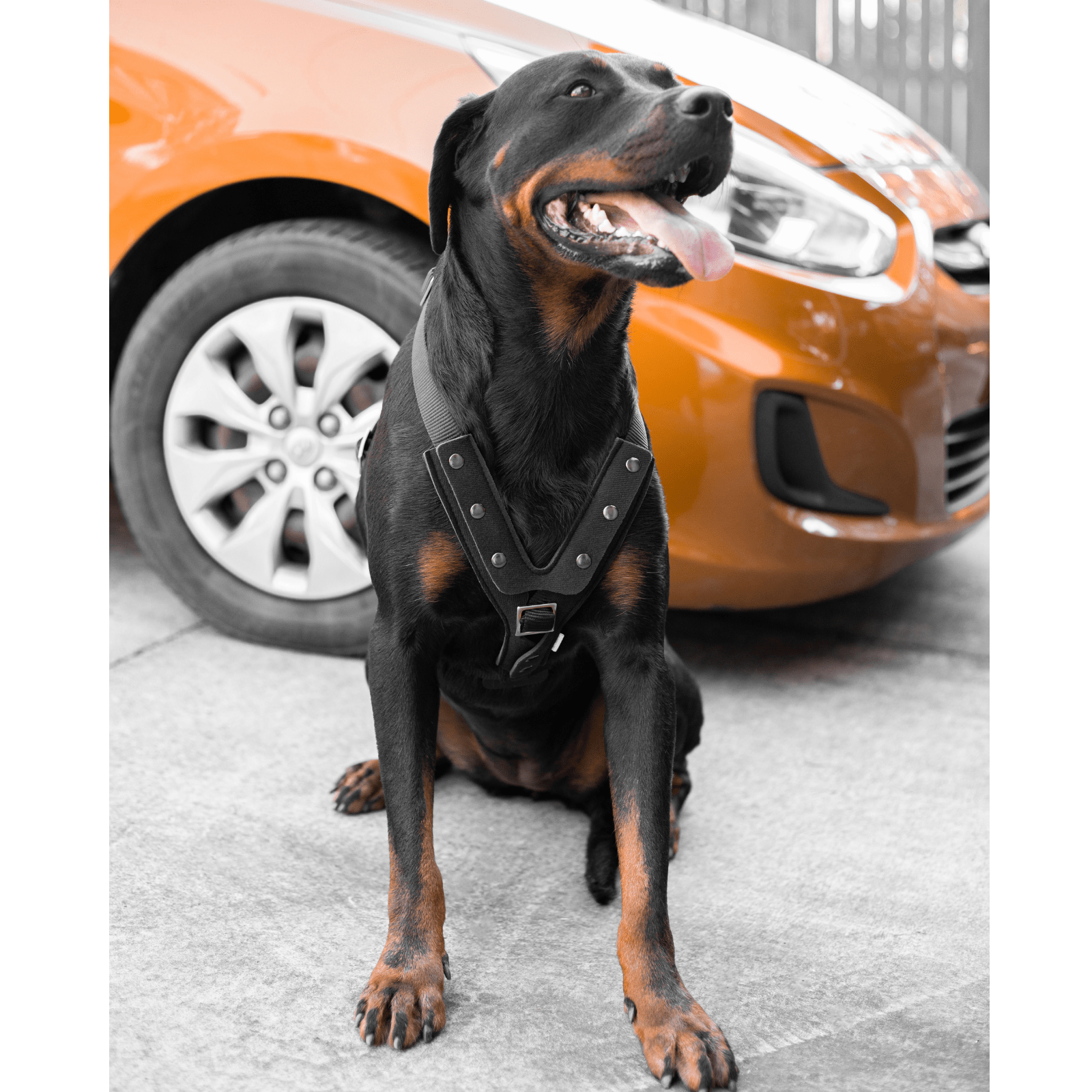 German shepherd seat sales belt