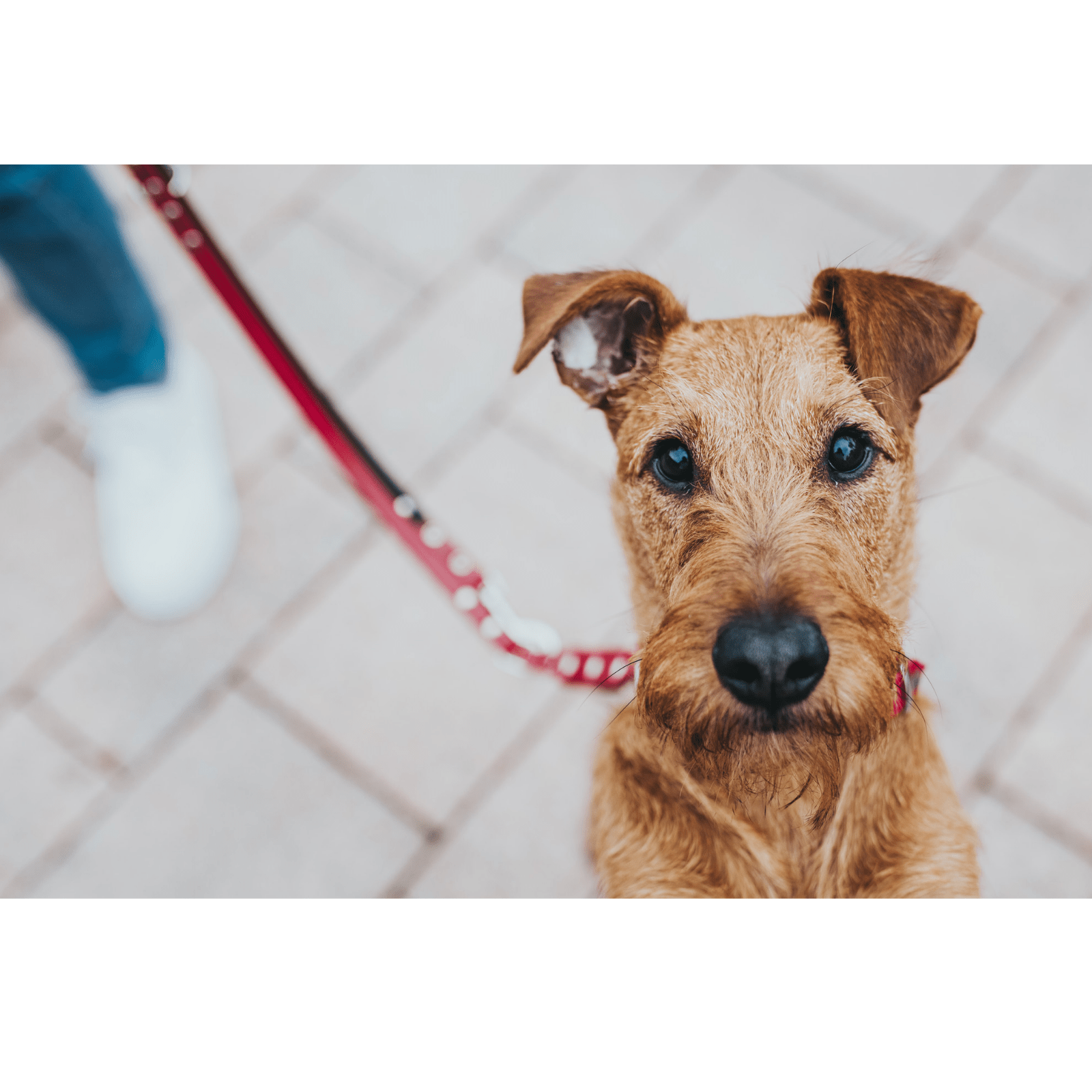 Hunter International Dog Leash Hunter Classic Swiss Leather Dog Training Lead, 3-Way Adjustable