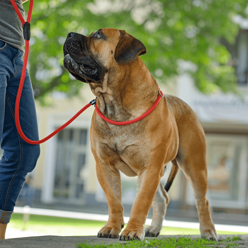 Hunter International Dog Leash Hunter Retriever Rope Dog Lead, Black