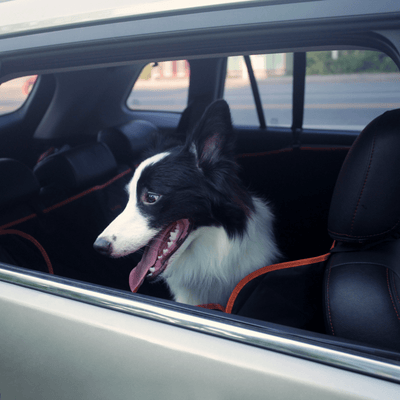 iBuddy Car Travel iBuddy Dog Seat Cover Car Hammock w/ Mesh Window & Dog Seat Belt