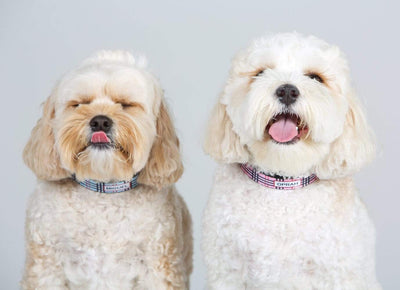 ID Pet Dog Collar Personalised Dog Collar - Furberry Pink