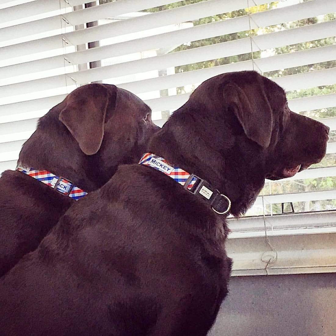 ID Pet Dog Collar Personalised Dog Collar - Picnic Time