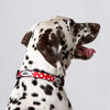ID Pet Dog Collar Personalised Dog Collar - Spots Red