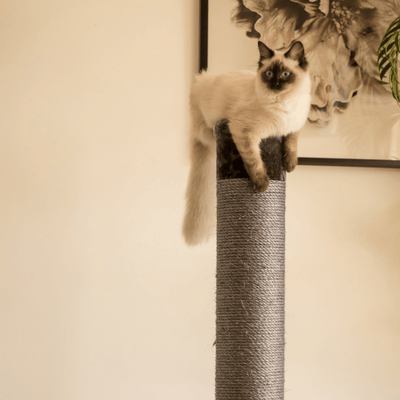 Kazoo Cat Scratcher Cat Scratching Post, Large