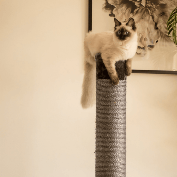 Kazoo Cat Scratching Post Charcoal Modern Pets