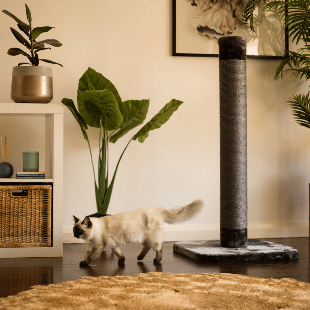 Kazoo Cat Scratching Post Charcoal Modern Pets